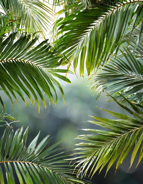 A close up of a leafy green palm tree with a blurry background