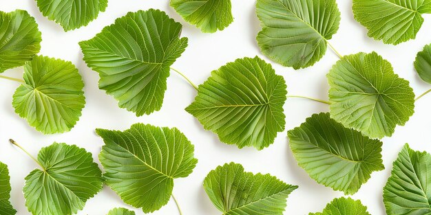 Photo a close up of a leafy plant with green leaves