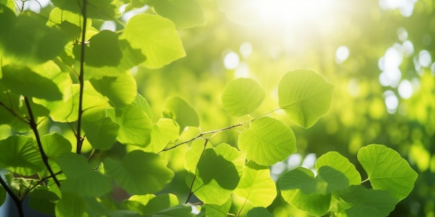 A close up of a leafy plant with the sun shining through it