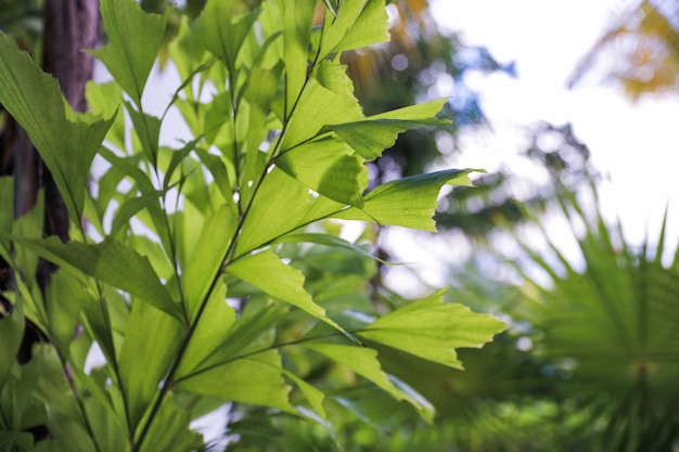 シダという言葉が付いた葉の多い植物の接写