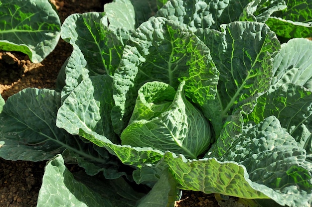 葉っぱの野菜のクローズアップ