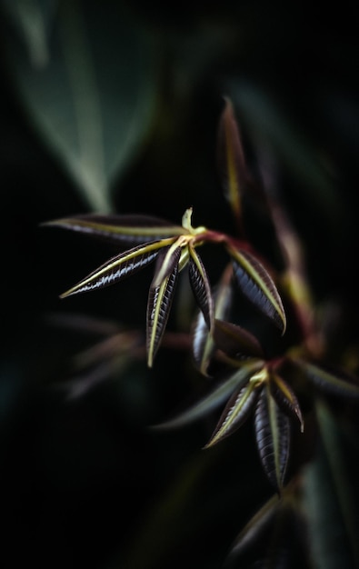 Photo close-up of leave-buds