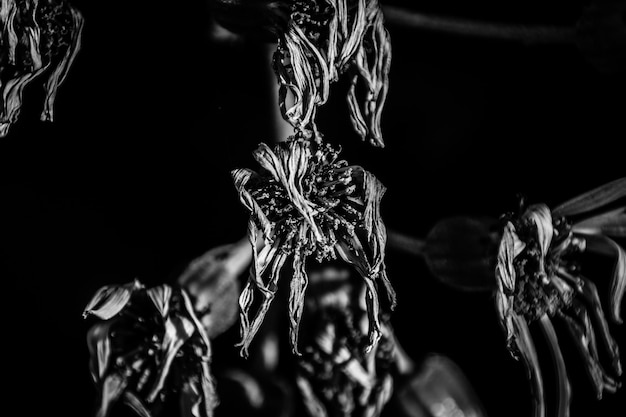 Photo close-up of leaves against black background