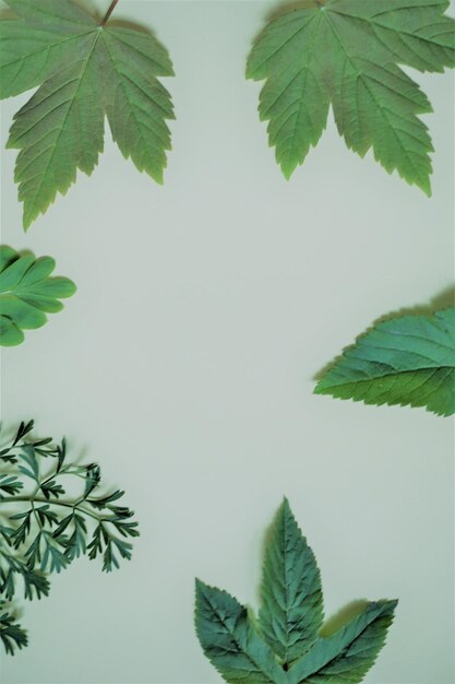 Photo close-up of leaves against blue background