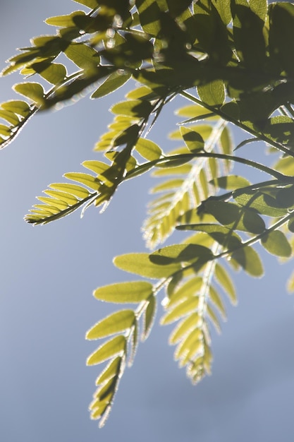 Foto close-up di foglie su uno sfondo sfocato