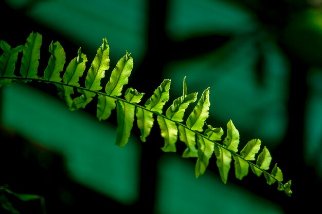 Photo close-up of leaves against blurred background