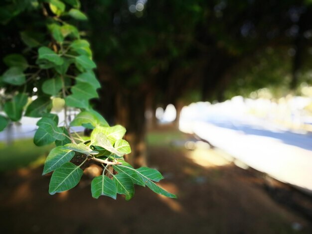 Close-up of leaves against blurred background