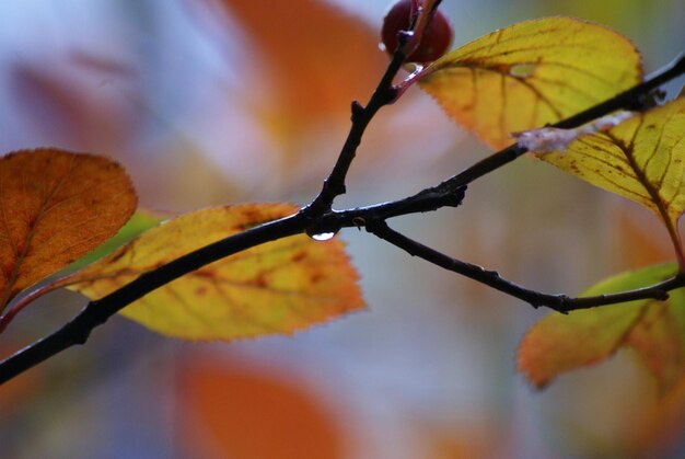 Close-up of leaves against blurred background