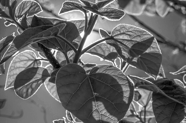 Photo close-up of leaves against blurred background