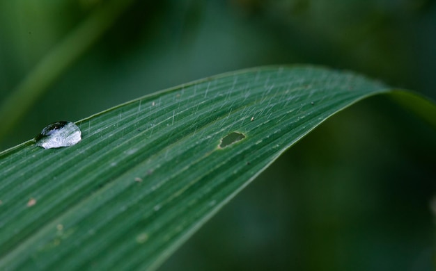 Close-up of leaves against blurred background