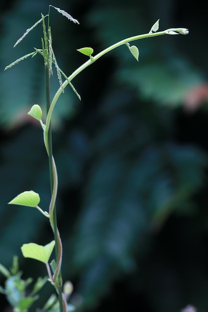 Close-up of leaves against blurred background