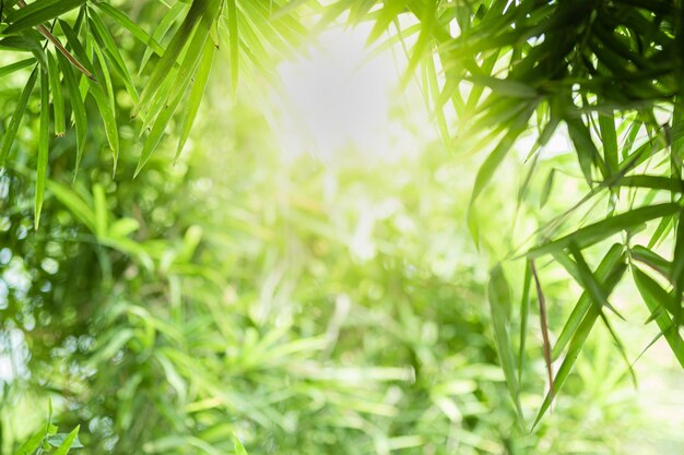 Close-up of leaves against blurred background