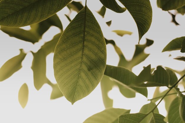 Photo close-up of leaves against clear sky on sunny day