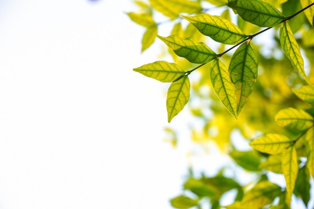 Photo close-up of leaves against clear sky