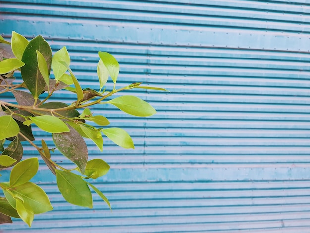 Close-up of leaves against corrugated iron