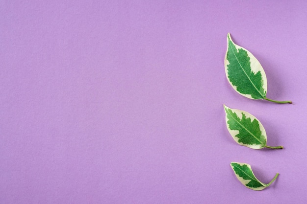 Close-up of leaves against lilac background