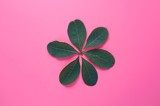 Photo close-up of leaves against pink background