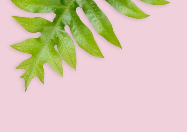 Photo close-up of leaves against pink background