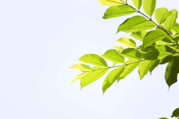 Photo close-up of leaves against white background