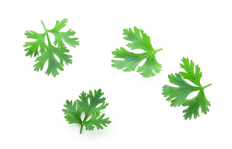 Photo close-up of leaves against white background