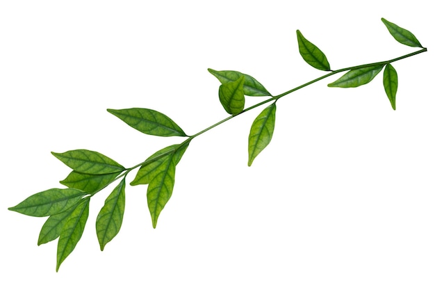 Photo close-up of leaves against white background