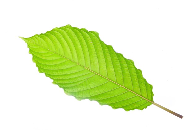 Foto close-up di foglie su sfondo bianco