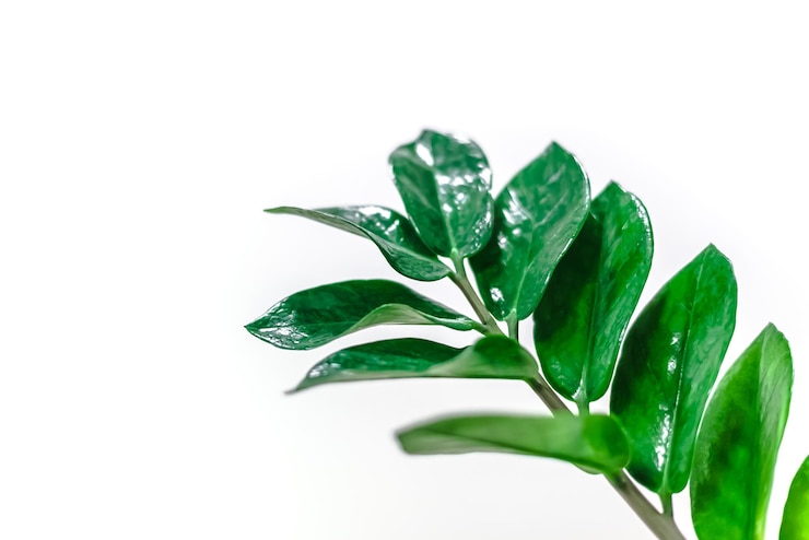 Photo close-up of leaves against white background
