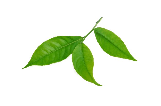 Close-up of leaves against white background