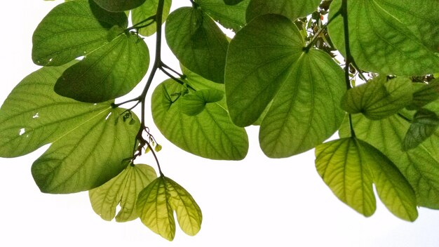 Close-up of leaves against white background