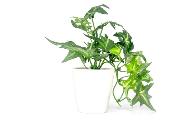 close-up of leaves against white background