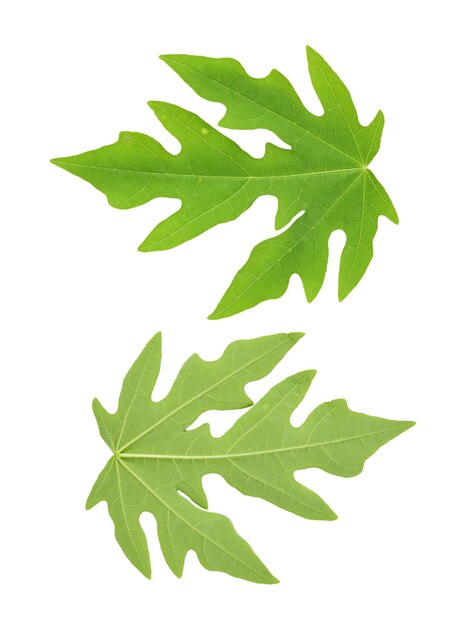 Photo close-up of leaves against white background