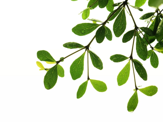 Close-up of leaves against white background