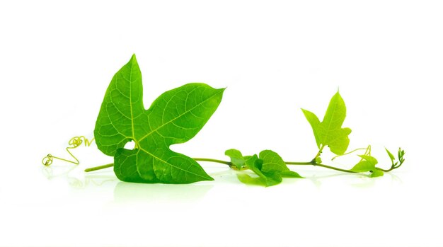 Close-up of leaves against white background