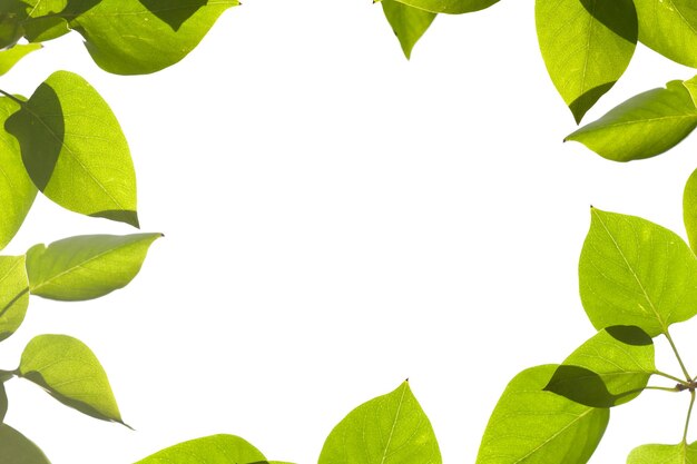 Close-up of leaves against white background