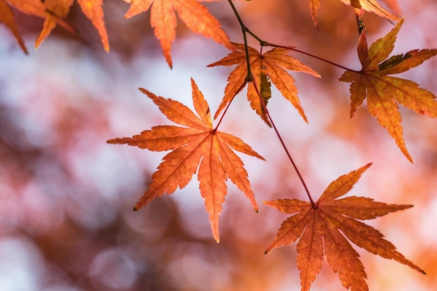 Close-up of leaves during autumn