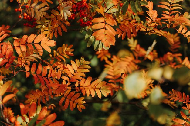 Close-up of leaves during autumn