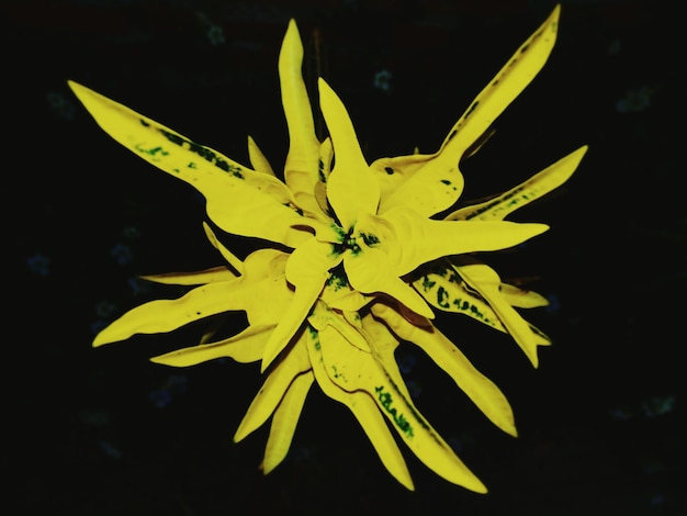 Close-up of leaves over black background