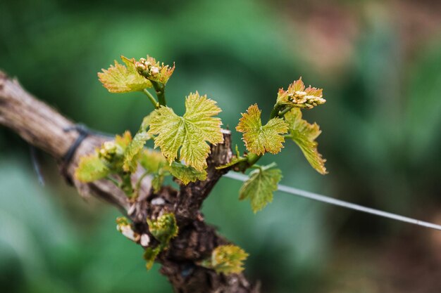 Close-up of leaves on branch