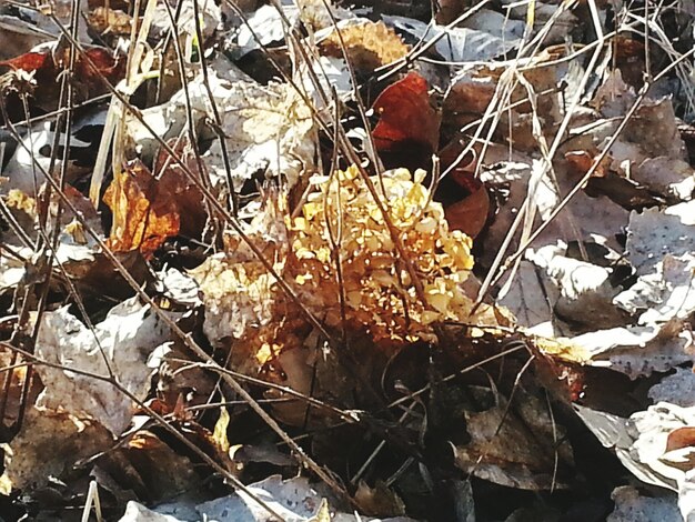 Photo close-up of leaves on branch