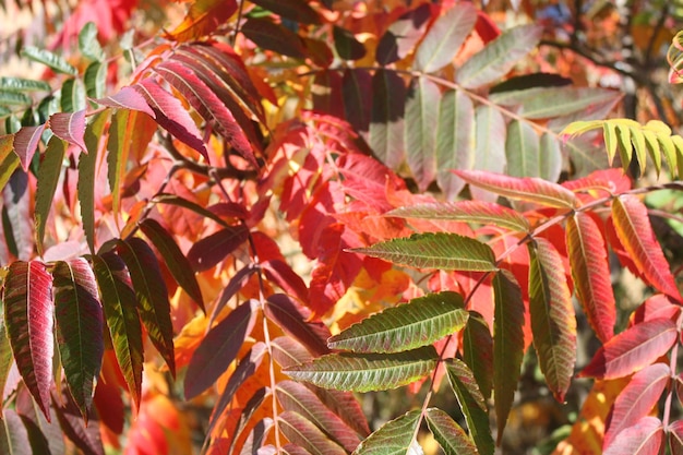 Photo close-up of leaves on branch