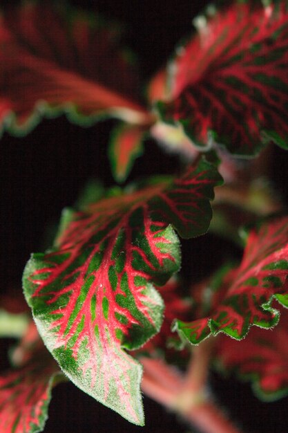 Close-up of leaves on branch