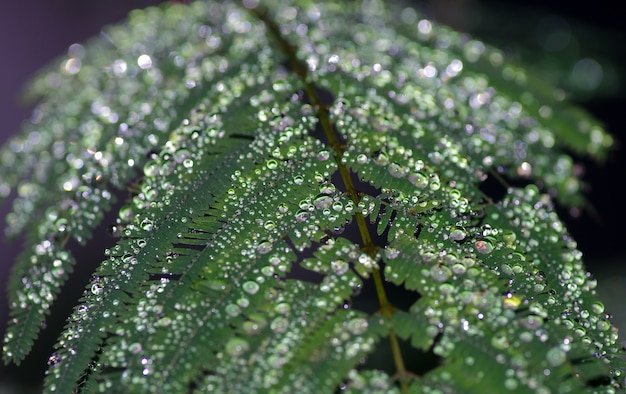 Close up on leaves covered by morning dew