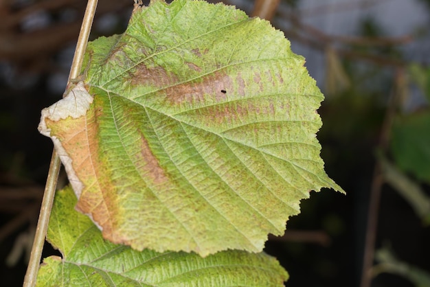 Foto close-up delle foglie durante l'autunno