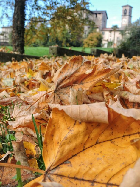 Photo close-up of leaves fallen on field during autumn