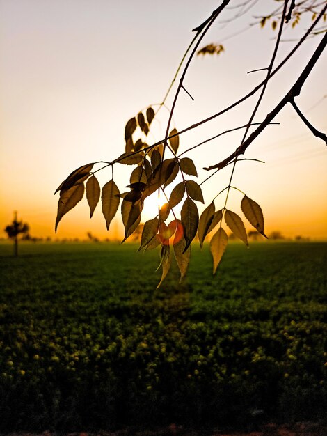 Close-up of leaves on field against sky during sunset