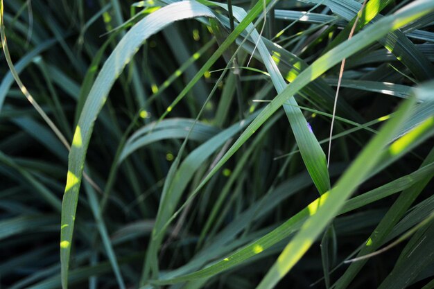 Photo close-up of leaves on field