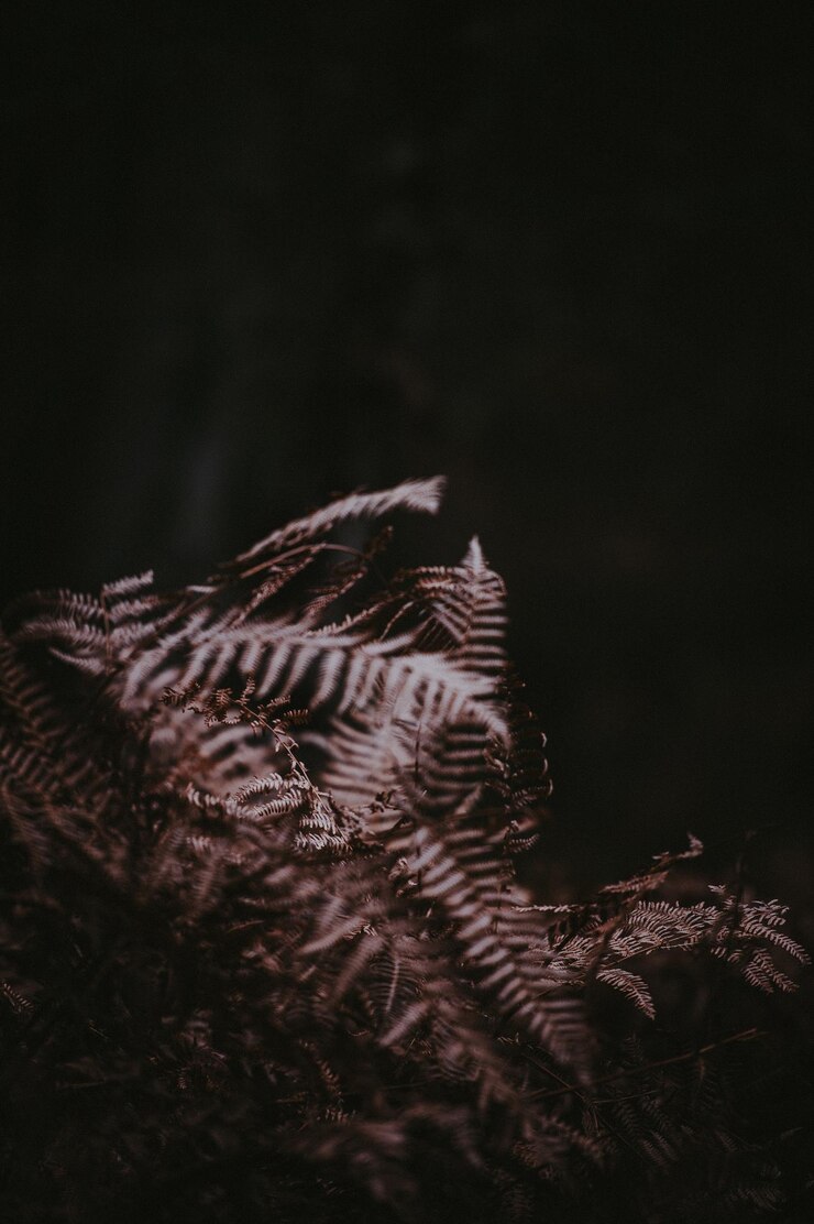 Photo close-up of leaves on field