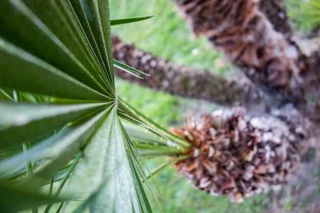 Close-up of leaves on field