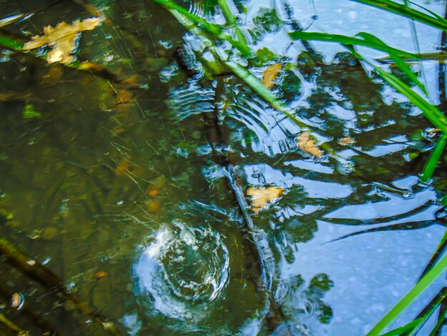 Close-up of leaves floating on lake