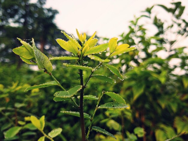 Photo close up leaves of forest plant